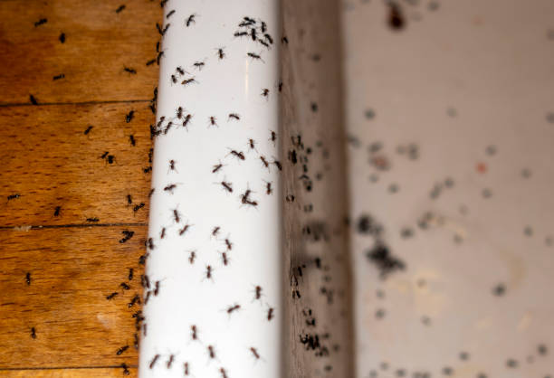 Best Spider Control Near Me  in Garfield, NJ