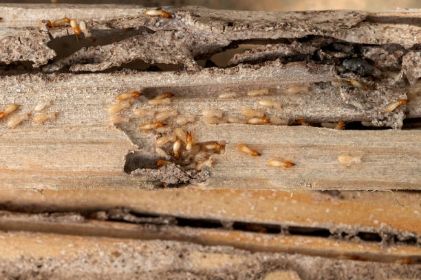 Best Pest Prevention Services  in Garfield, NJ